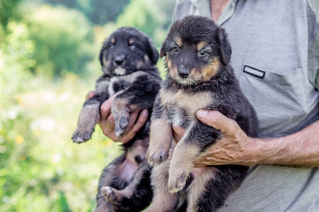 Gros plan sur la main tenant de petits chiots noirs