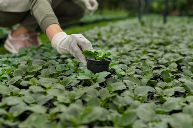 Gros plan main tenant un pot de fleur