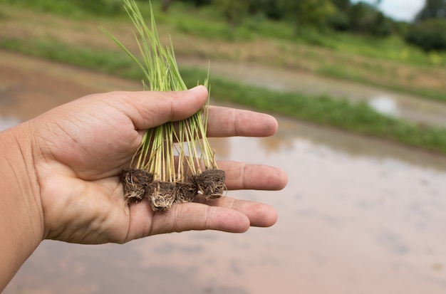 Gros plan de main tenant des semis de riz.