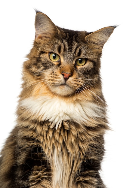 Gros plan d'un Maine Coon à l'écart