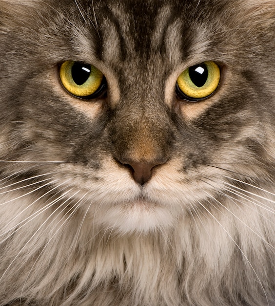 Gros plan d'un Maine Coon