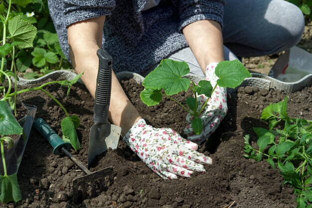 gros plan sur les mains d'un agriculteur lors de la plantation de plants de concombre dans le sol