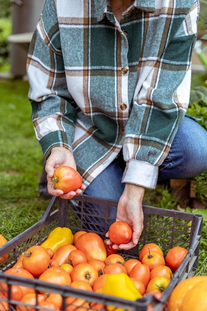 Gros plan des mains d'un agriculteur avec des tomates dans une boîte