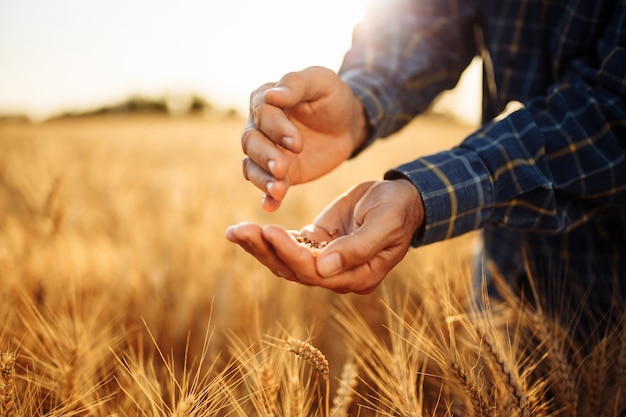 Gros plan des mains d'agriculteurs avec des grains d'or mûrs