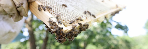 Gros plan des mains de l'apiculteur dans des vêtements de travail protecteurs inspectant le cadre en nid d'abeille que l'apiculteur détient