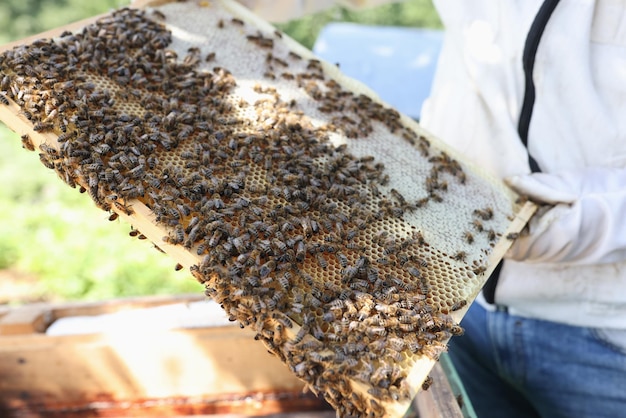 Gros plan des mains l'apiculteur tient le cadre avec du miel et des abeilles apiculteur en vêtements de protection