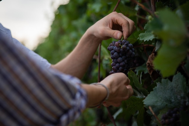 Gros plan des mains de deux agriculteurs qui récoltent des raisins production de vin