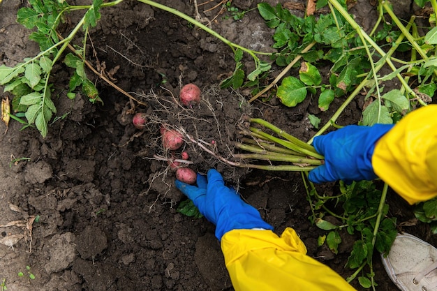 Gros plan Les mains du jardinier dans des gants bleus tiennent une pomme de terre fraîchement creusée tout en déterrant un buisson de pomme de terre en croissance dans une ferme biologique