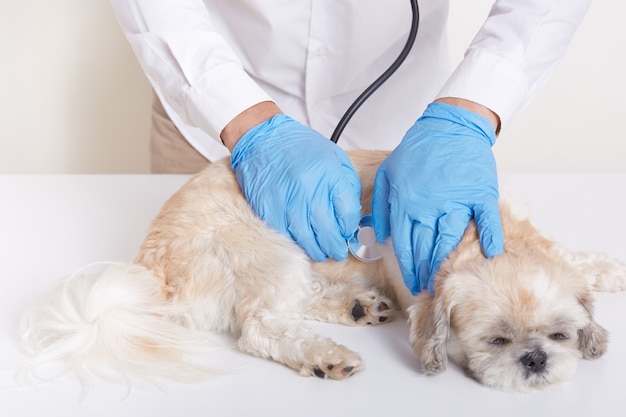 Gros plan des mains du vétérinaire contrôle chien par stéthoscope