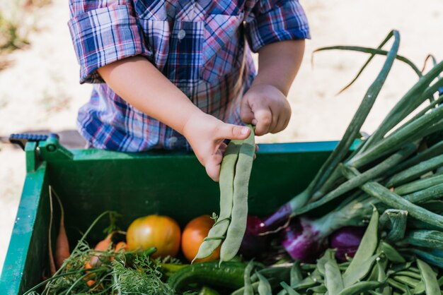 Gros Plan Des Mains D'un Enfant Jouant Avec Des Légumes Dans Le Jardin