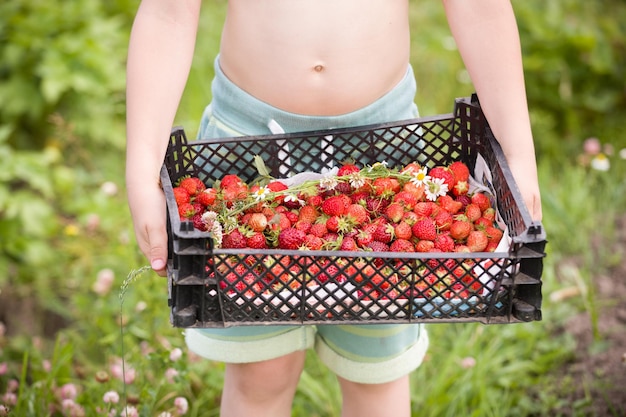 Gros plan des mains d'enfant tenant une grande boîte de fraises biologiques fraîches