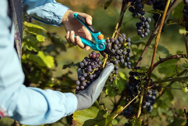 Gros plan des mains féminines dans un gant taille tas de raisin rouge avec des ciseaux de jardinage Caucasian woman profitant de la saison de récolte sur le vignoble