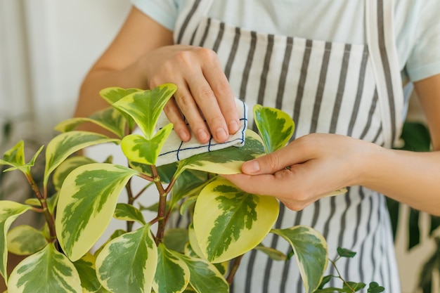 Gros plan des mains féminines nettoyant les feuilles de peperomia avec un chiffon humide au printemps pour soigner et arroser les plantes