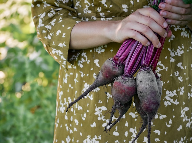 Photo gros plan sur les mains féminines tenant la betterave