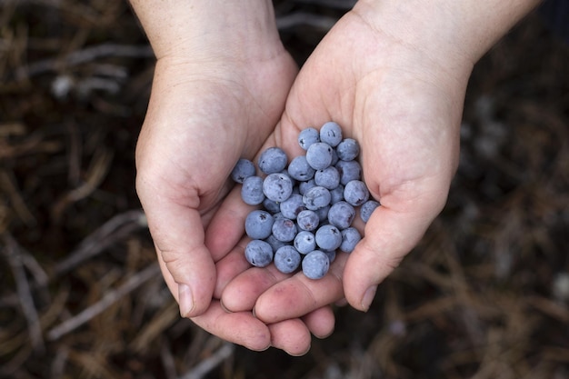 Gros plan sur des mains féminines tenant un groupe de bleuets frais