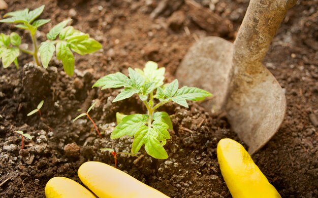 Gros plan des mains de la femme dans les gants jaunes, plantant un semis dans le sol.