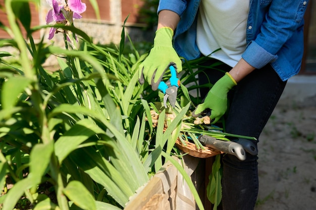 Gros plan sur les mains d'une femme dans des gants s'occupant d'un lit de fleurs dans l'arrière-cour utilise des outils de cisailles de jardin