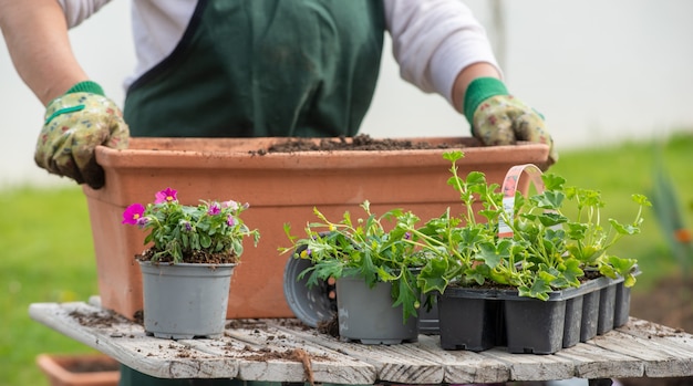 Gros plan des mains de femme en pot fleurs