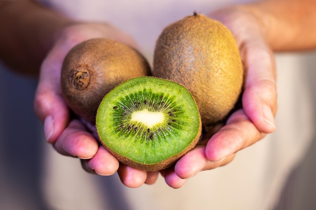 Gros plan sur les mains de femme tenant un groupe de kiwis verts mûrs concept de fruits sains