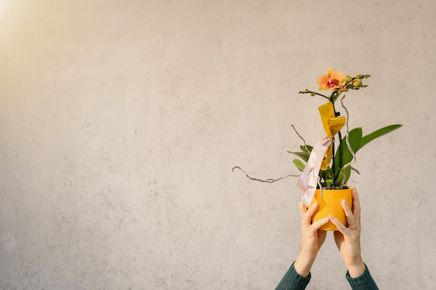 Gros plan des mains de femme tenant une orchidée en pot jaune isolée.