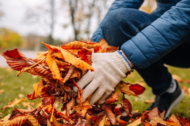 Photo un gros plan des mains gantées d'un homme tenant des feuilles tombées. nettoyage du feuillage dans le jardin d'automne.