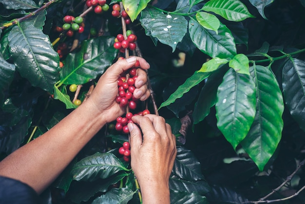 Gros plan sur les mains de l'homme récolte des graines de café mûres rouges robusta arabica berry récolte du café ferme