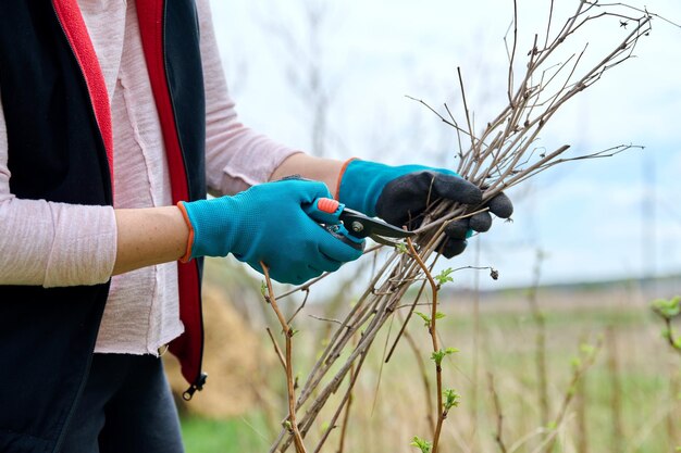 Gros plan des mains d'un jardinier dans des gants faisant la taille de printemps d'un framboisier avec des cisailles de jardin travail de jardin biologique passe-temps outils de jardin de printemps concept de jardinage