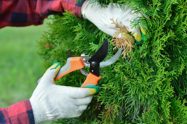 Un gros plan des mains d'un jardinier qui taille des branches jaunes sèches de thuya avec un sécateur