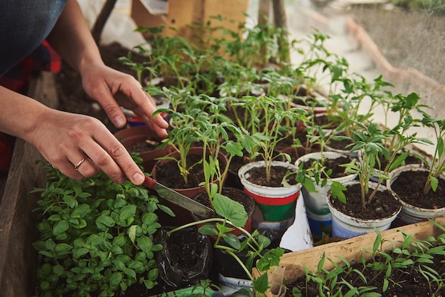 Gros plan sur les mains d'une jardinière engagée dans la culture de germes de tomates, de semis et de feuilles de basilic dans sa propre serre de maison de campagne.