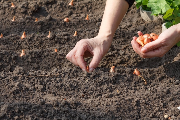 Gros plan des mains d'une jardinière plantant un petit oignon dans le jardin Culture de légumes