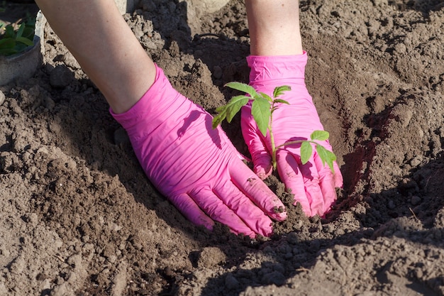 Gros plan sur les mains d'une jardinière plantant des plants de tomates dans le sol du jardin. Culture de légumes