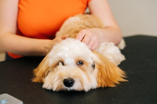 Gros plan des mains d'une jeune femme affectueuse méconnaissable caressant un adorable chien Labradoodle bouclé regardant la caméra à la maison