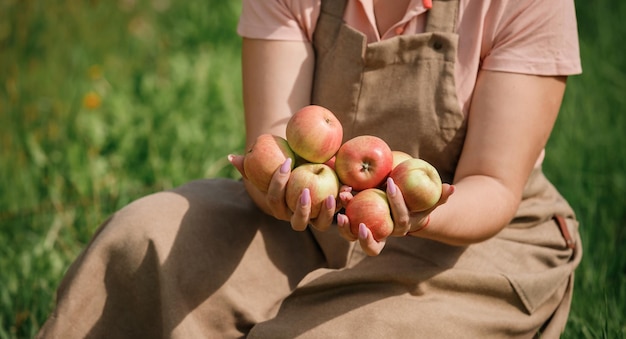 Gros plan sur les mains d'une ouvrière agricultrice tenant la cueillette de pommes mûres fraîches dans le jardin du verger pendant la récolte d'automne