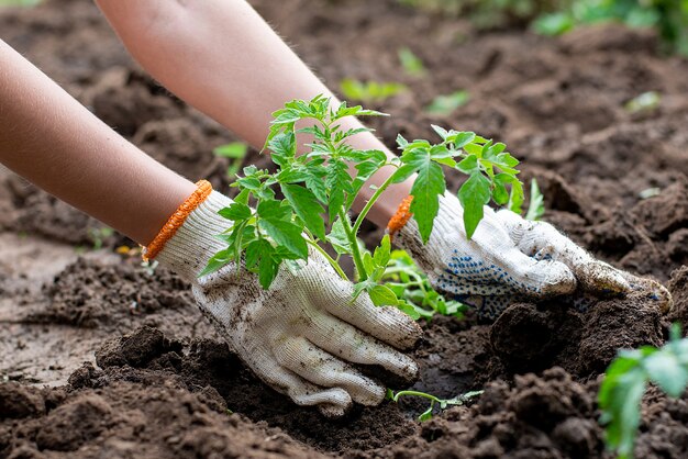 Gros plan sur les mains plantant un petit arbre dans le sol