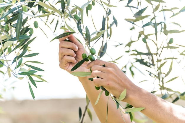 Gros plan des mains récoltant les olives d'un olivier