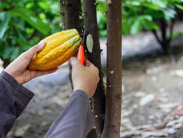 Photo gros plan mains sécateur pour couper les cabosses de cacao ou les fruits mûrs de cacao jaune du cacaoyer