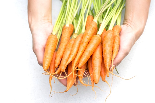 Gros plan des mains tenant des carottes fraîches sur fond blanc