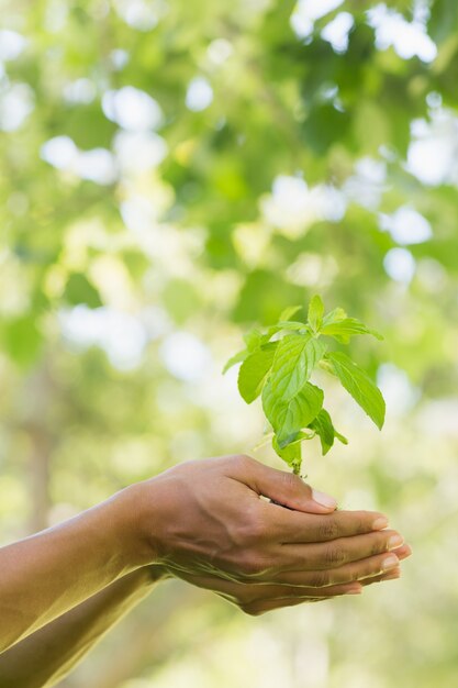 Gros plan, mains, tenue, jeune, plante