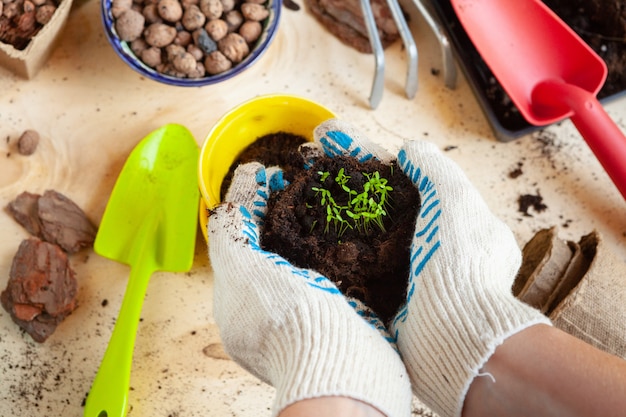 Gros plan, mains, transplanter, une, plante, dans, a, nouveau, pot