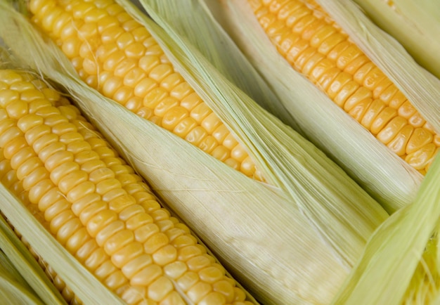 Gros plan de maïs mûr aliments biologiques