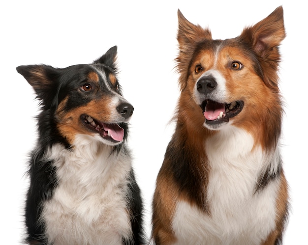 Gros plan, de, mâle, border collie, 7 ans, femme, border collie, 3 ans,