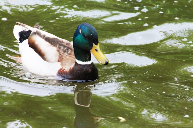 Un gros plan mâle canard nage dans l'eau en gouttes de pluie bruine