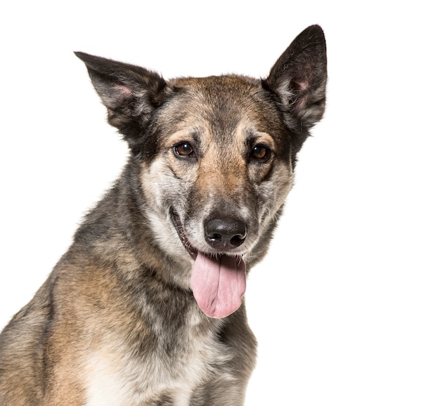 Gros plan, malinois, chien, séance, haletant