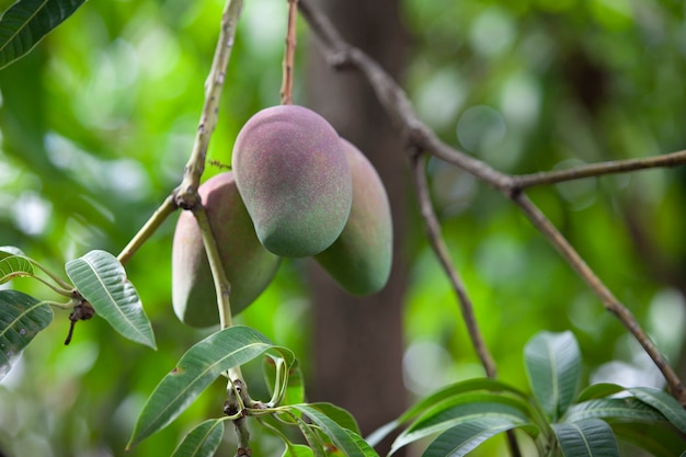 Gros plan de la mangue biologique sur l'arbre