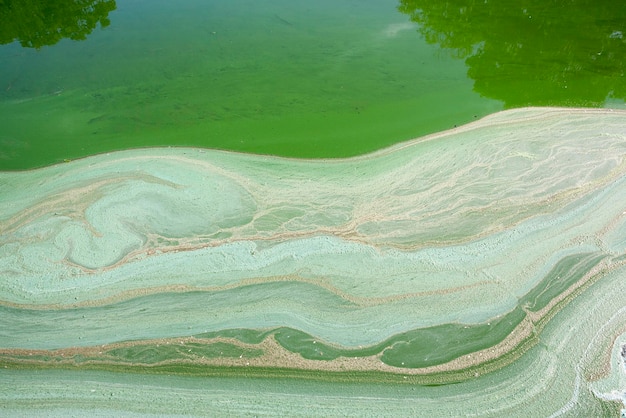 Gros plan de marais vert