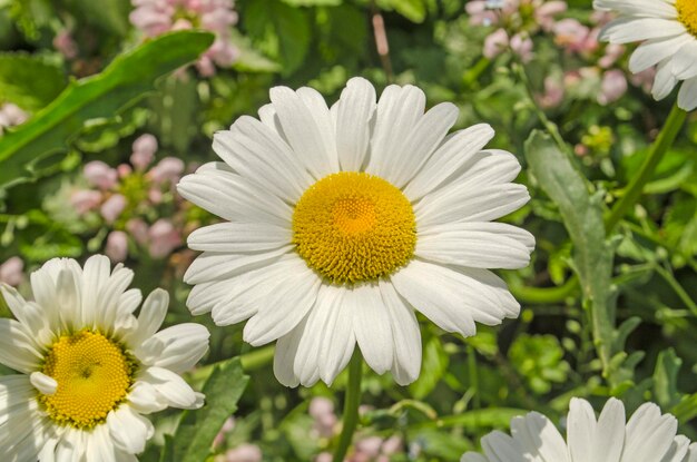 Gros plan de marguerite blanche dans le jardin Fond de fleur d'été