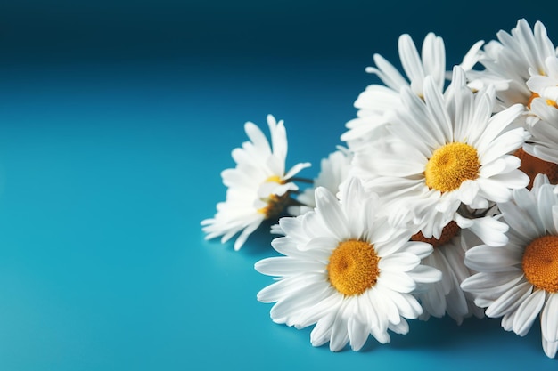 Gros plan, de, marguerite blanche, fleurs