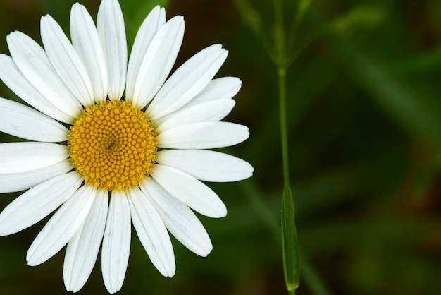 Gros plan de la marguerite blanche sur fond vert