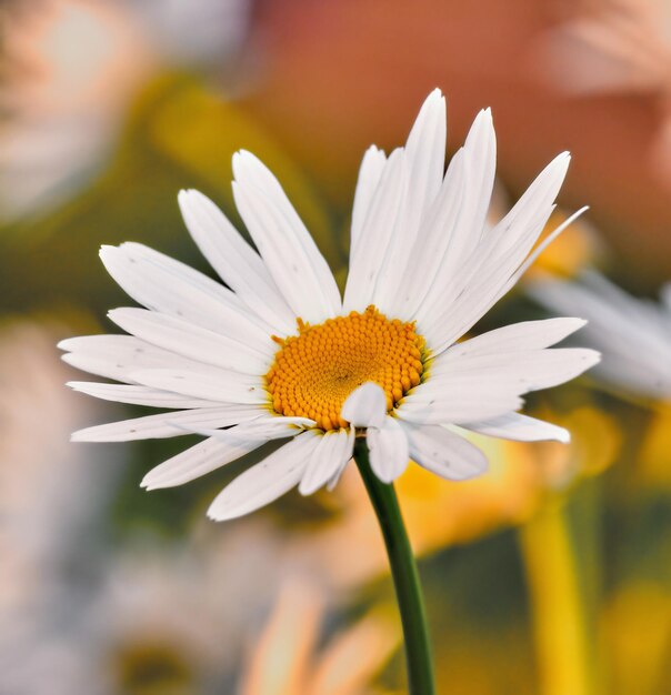 Gros plan d'une Marguerite blanche poussant pour l'horticulture médicinale dans un champ éloigné cultivé pour la récolte de feuilles de thé à la camomille Fleur d'Argyranthemum frutescens avec fond bokeh dans le jardin de la maison