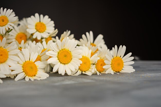 Gros plan de marguerites blanches sur la table